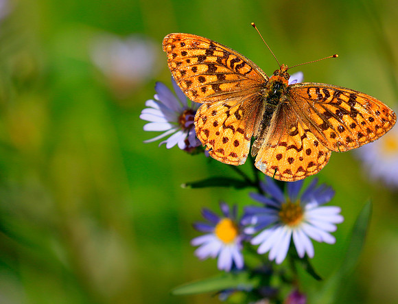 Fritillary at rest. Montana.