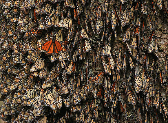 Monarchs en' mass, Mexico