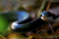Black racer on the prowl.