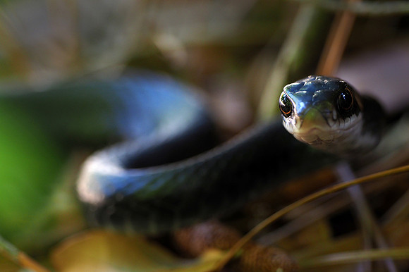 Black racer on the prowl.