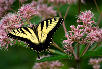 Eastern tiger swallowtail butterfly on joe pie weed.