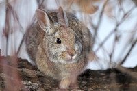 Mountain cottontail rabbit, Montana