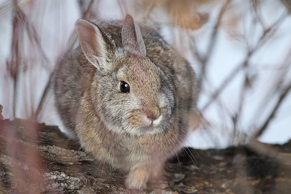 Mountain cottontail rabbit, Montana
