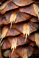 Douglas fir cone detail.