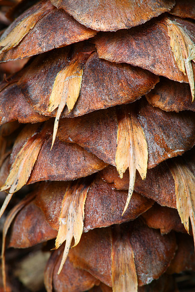 Douglas fir cone detail.