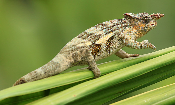Mt Kilimanjaro two-horned tree chameleon