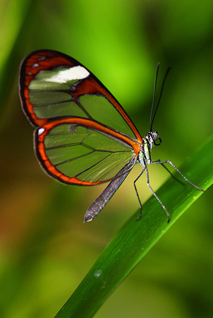 Greta oto Butterfly, Belize