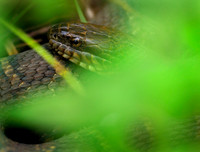 Northern water snake, Pennsylvania