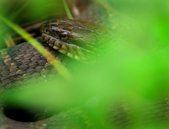 Northern water snake, Pennsylvania