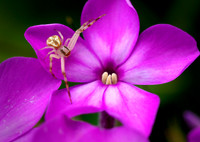 Crab spider poised on phlox.