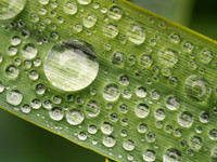 After the deluge, rain on grass.