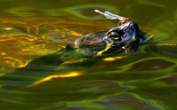River cooter and damselfly.