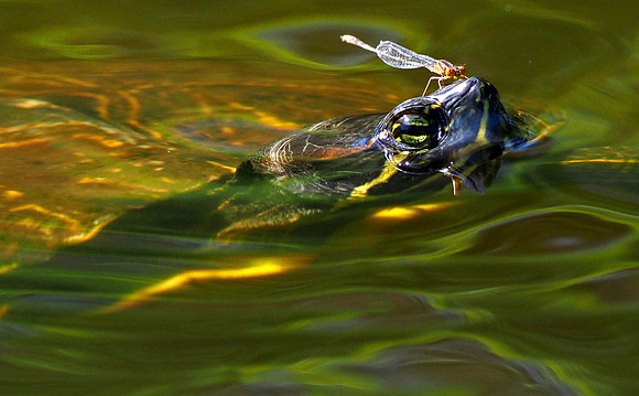 River cooter and damselfly.