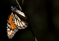 Monarch butterfly at rest.