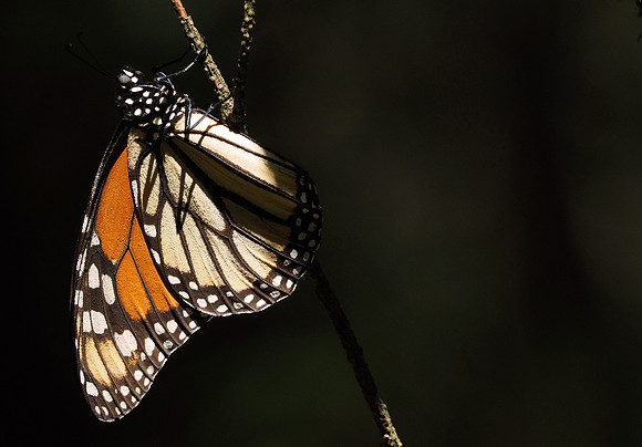 Monarch butterfly at rest.