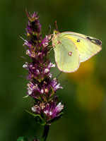 Clouded sulfur butterfly.
