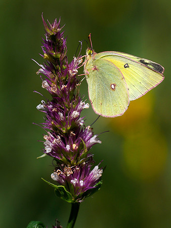Clouded sulfur butterfly.