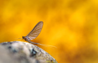 Mayfly adult resting. Montana
