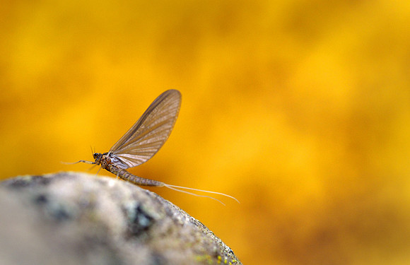 Mayfly adult resting. Montana