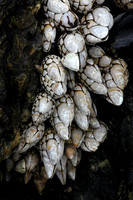 Goose-neck Barnacles