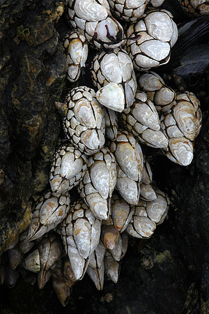 Goose-neck Barnacles
