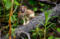 Short-tailed weasel and boreal red-backed vole prey.