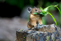 Pika preparing for winter.