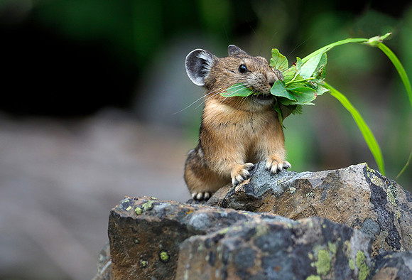 Pika preparing for winter.