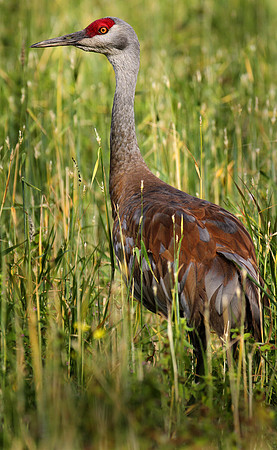 Sandhill Crane, Fairbanks