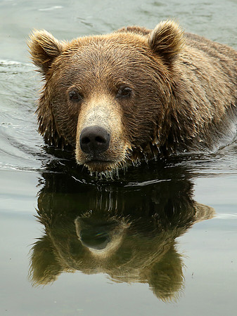 Brown Bear reflection, Katmai National Park