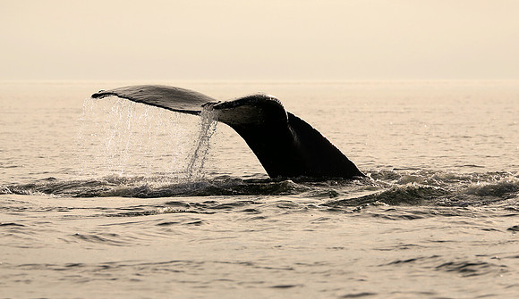 Humpback Whale sounding