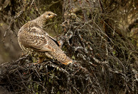 Spruce Grouse, Denali National Park
