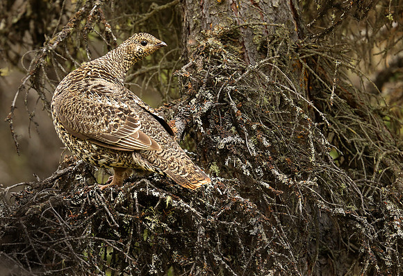 Spruce Grouse, Denali National Park
