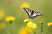 Swallowtail Butterfly, Fairbanks