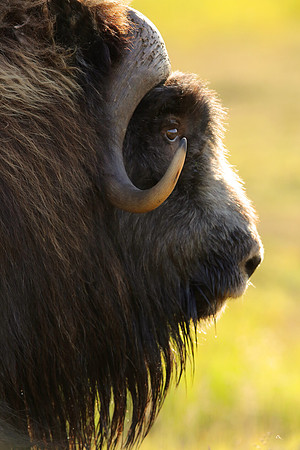 Musk Ox, Nome