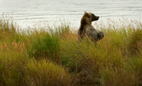 Searching Brown Bear, Katmai National Park