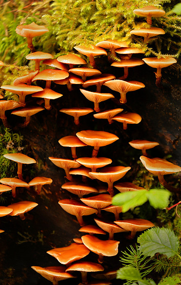 Forest detail, Glacier Bay National Park