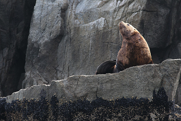 Stellar Sea Lion, Resurrection Bay