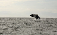 Humpback Whale Breach, Frederick Sound