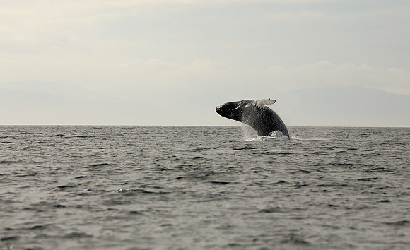 Humpback Whale Breach, Frederick Sound