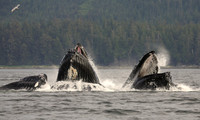 Bubble Net Feeding, Humpback Whales