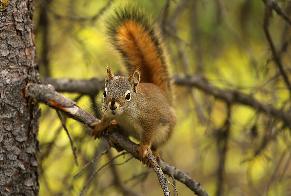 Red Squirrel, Denali National Park