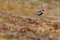 American Golden-Plover