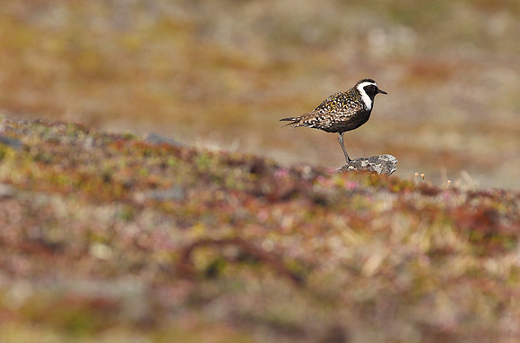 American Golden-Plover