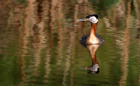 Red-necked Grebe