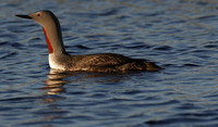 Red-throated Loon, Nome