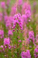 Fireweed,