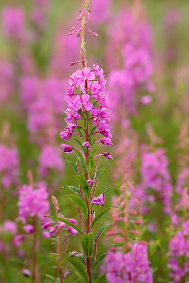 Fireweed,