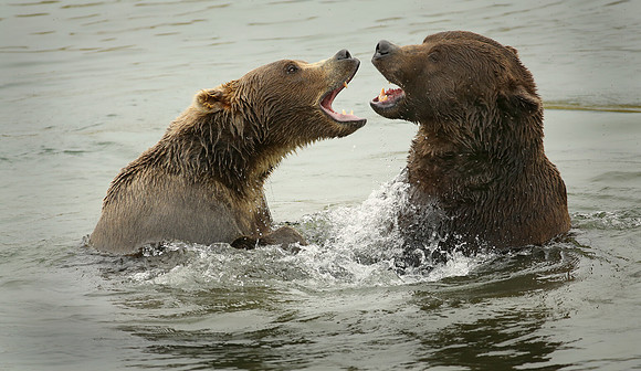 Getting along, Katmai National Park