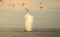 Humpback Whale Blow, Frederick Sound